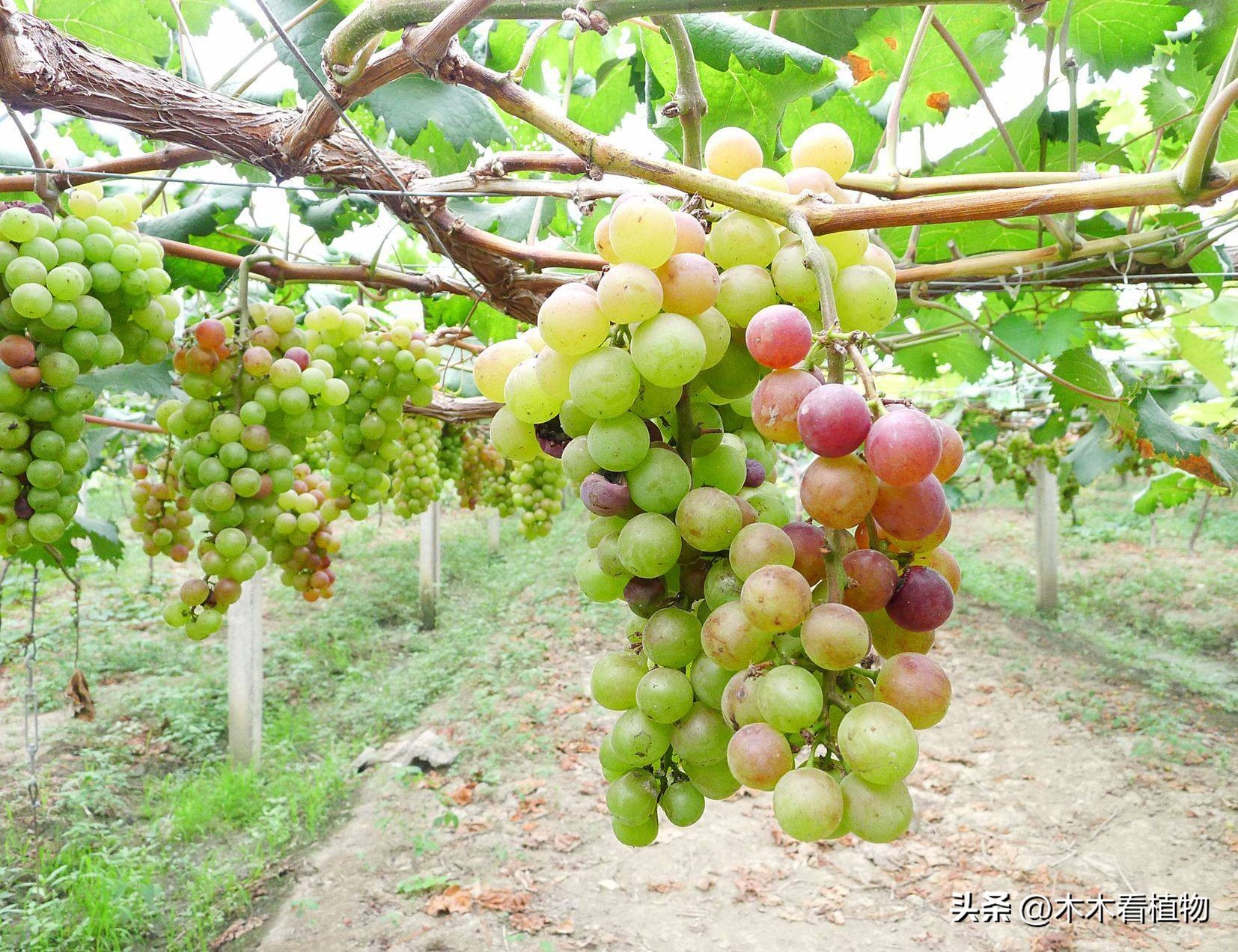 经常吃并不代表着你就了解它，一起来看看熟悉又陌生的葡萄吧