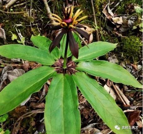 七叶一枝花神农四宝,神农七叶一枝花