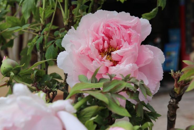 昆明清明节旅游攻略一日游路线,清明昆明周边有什么玩的