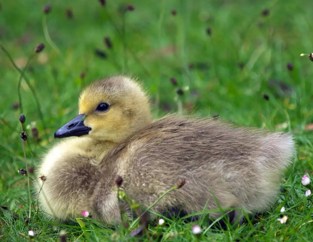 鹅得霉菌吃什么药,禽医静心