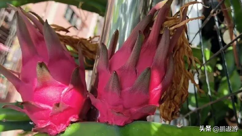 火龙果用什么颜色灯补光,普通led灯能给火龙果补光吗