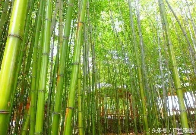 竹五绝诗,古诗五绝竹