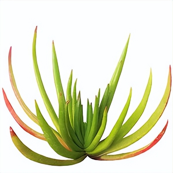 102个大类近500个多肉植物图片，都极其美丽，建议在家中也养一盆