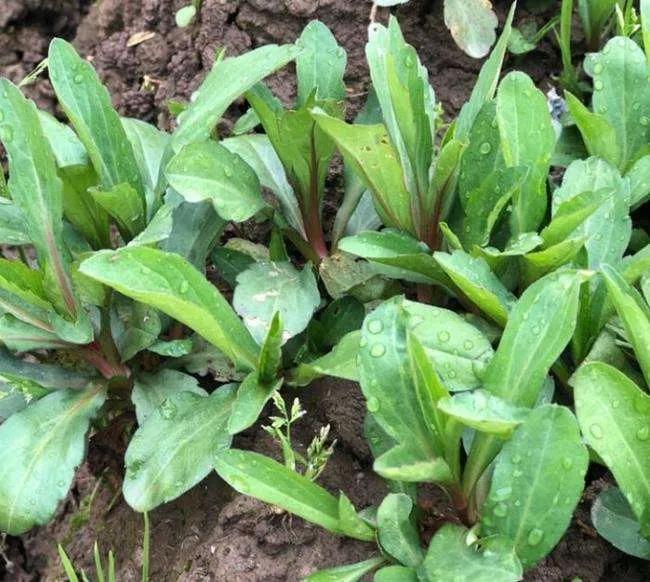 挑马兰头完整视频,野外挑马兰头