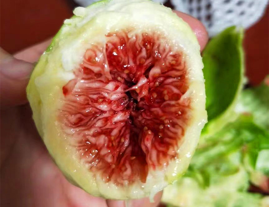 无花果营养价值高不高,无花果鲜果营养价值