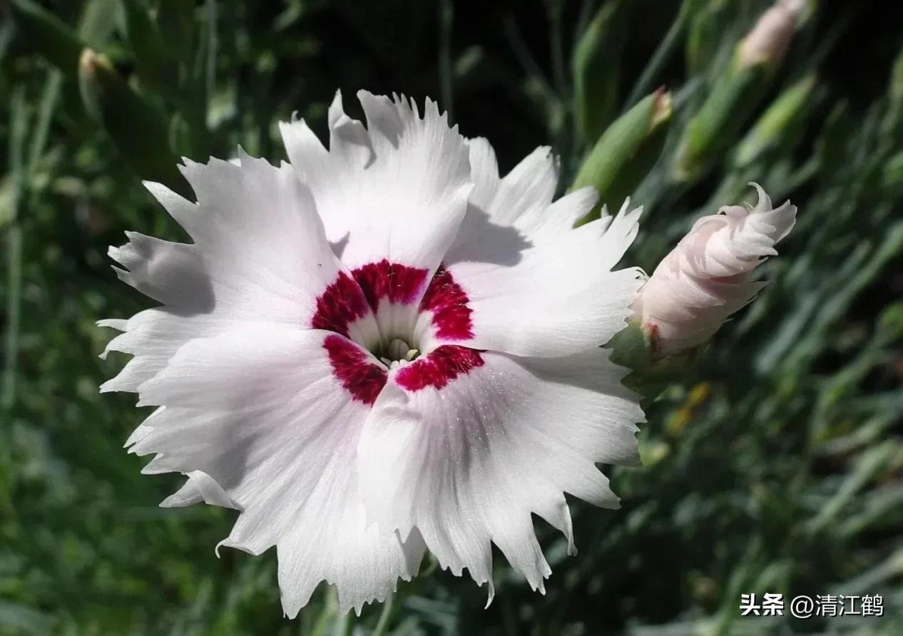 怎样辨别叶面肥好坏,叶面肥怎样选择真假和用量