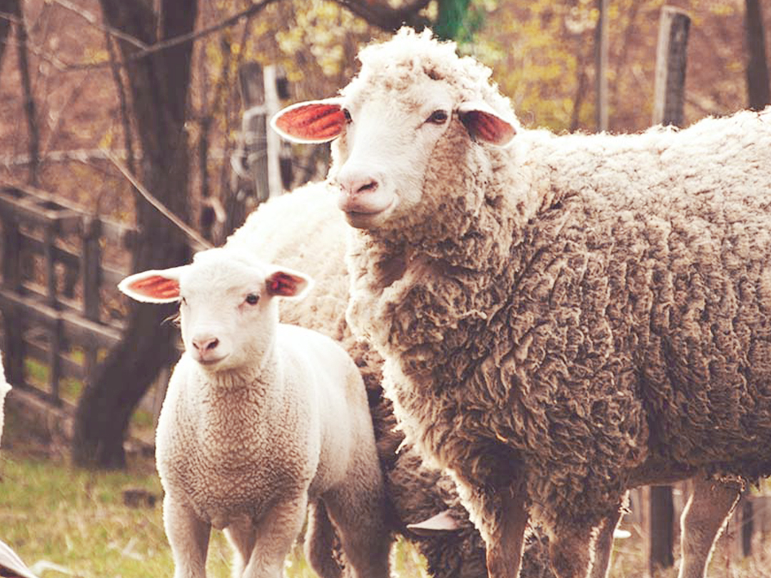 澳洲加厚床垫,澳洲处方床垫