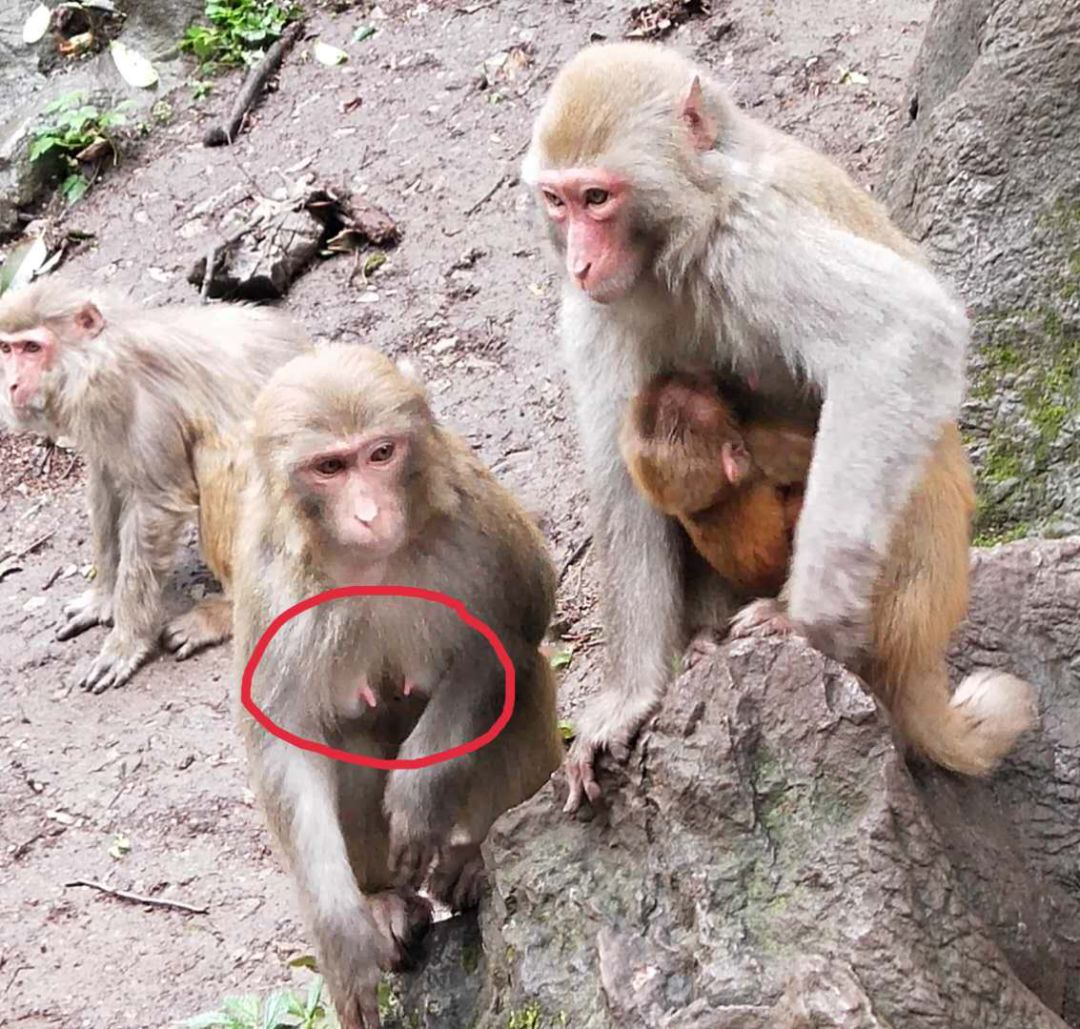 哺乳期一个乳房奶水多一个奶水少,乳房不对称一大一小正常吗