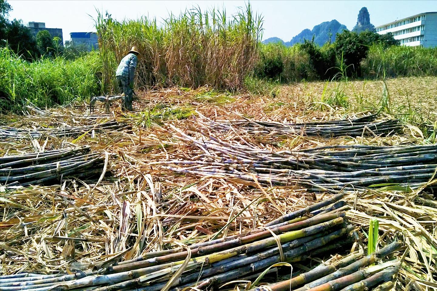 三雄争地，广西甘蔗、水果、桉树，谁是赢家？
