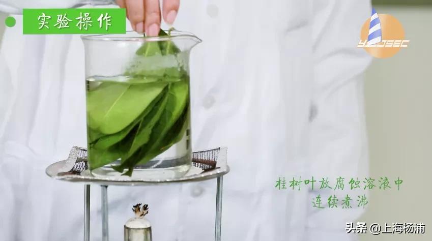 动手做一枚“叶脉书签”吧，好看又实用！【春节宅家手工】