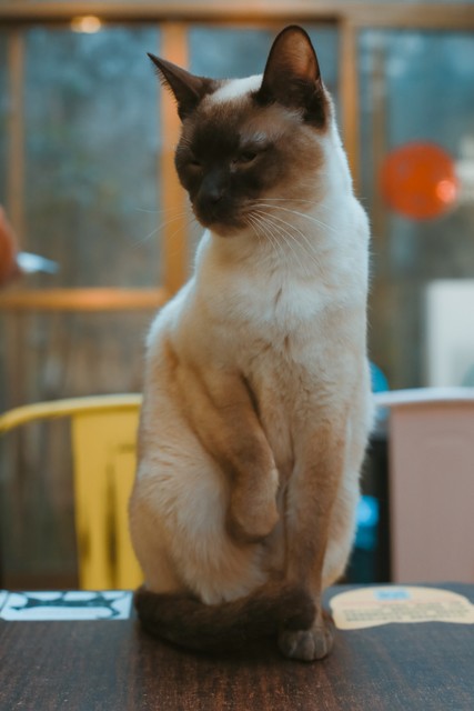十大高档咖啡猫屎咖啡,猫屎咖啡和什么咖啡最贵