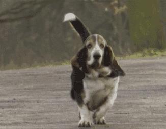 遇到恶犬攻击怎么办喊别动,遇到恶犬击打哪里