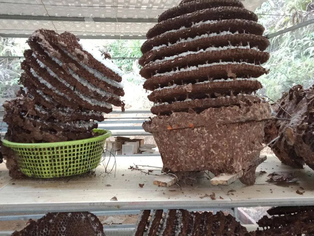 150元一斤，被叫做“天上人参”，被蛰很危险，却很好吃