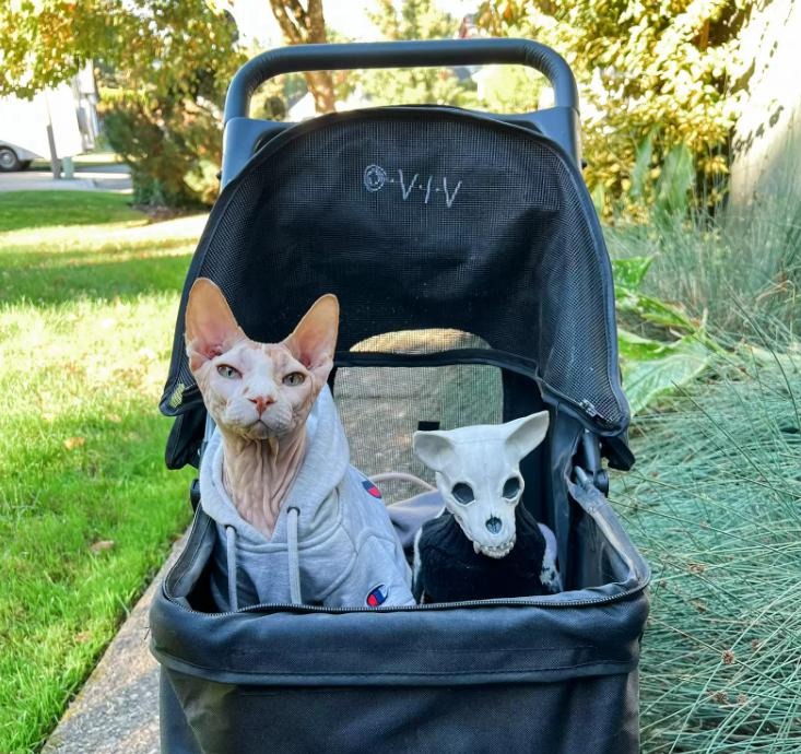 猫咪见到骷髅猫,网友买了一只小猫