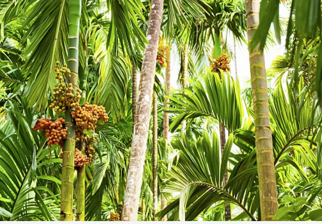 软性毒品槟榔的危害有哪些,害人害己的槟榔