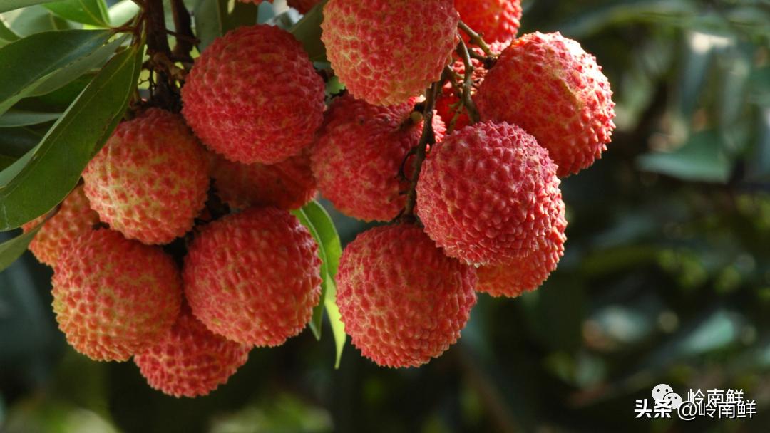 全球最好吃的荔枝在哪里,荔枝哪个品种最好吃