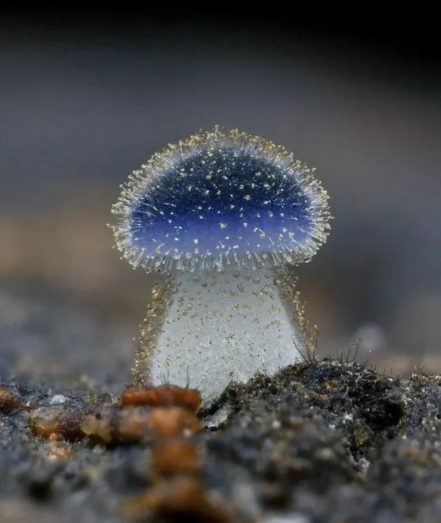 手指在显微镜下太恐怖了,显微镜下的恐怖世界蝎子