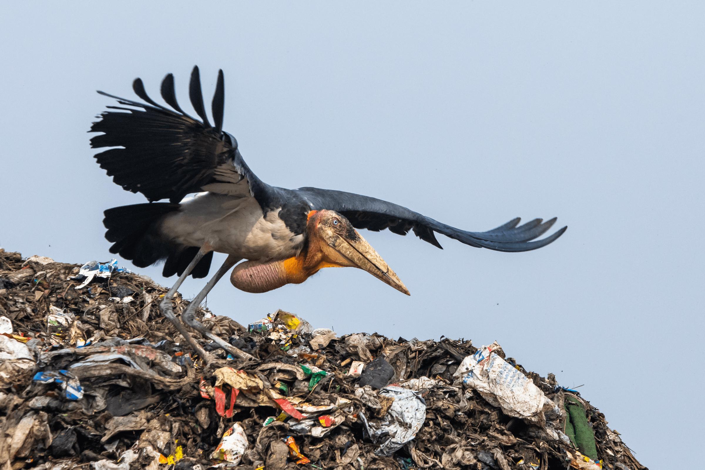 印度垃圾山养出巨鸟，比小孩还高，为何当地贫民吃垃圾也不吃它？