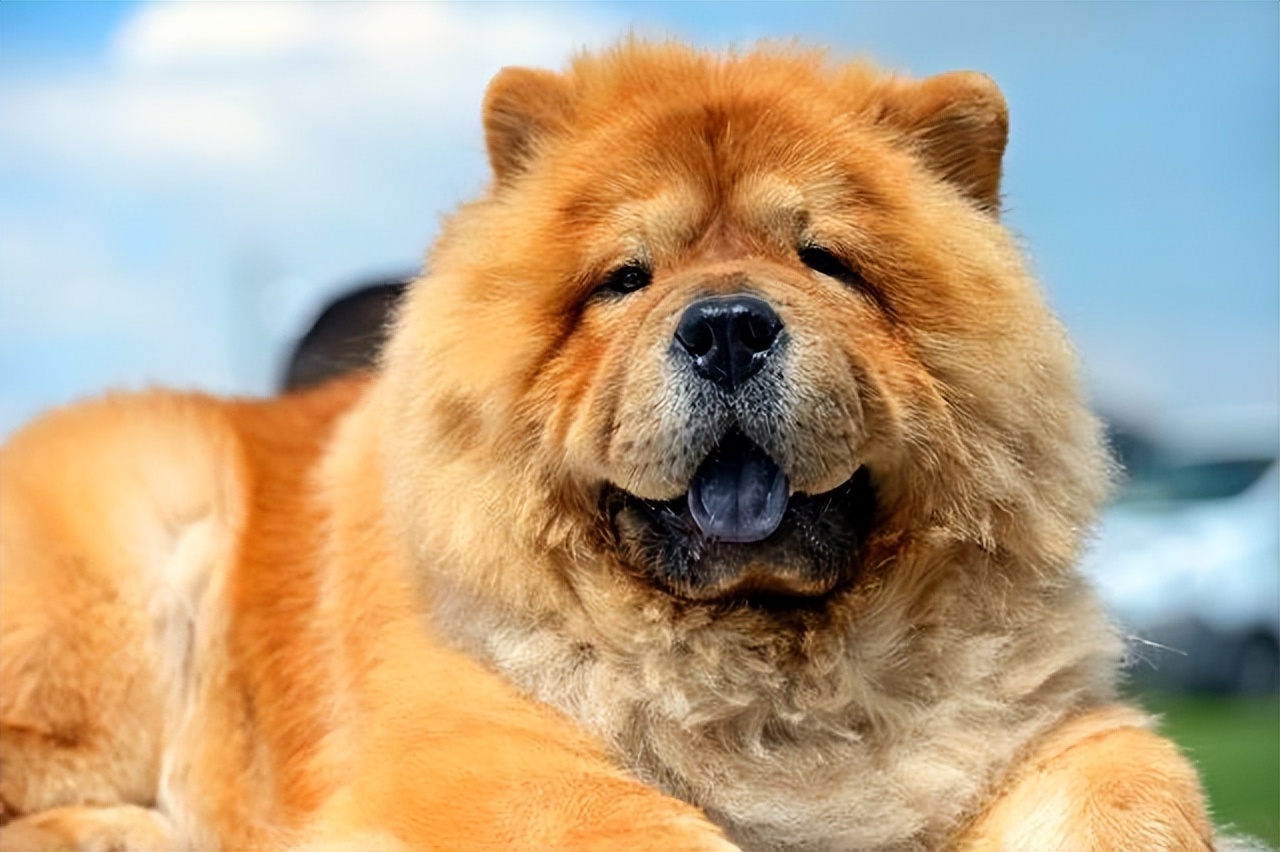 松狮犬有资格养它的人真的不多,松狮犬为什么不建议养