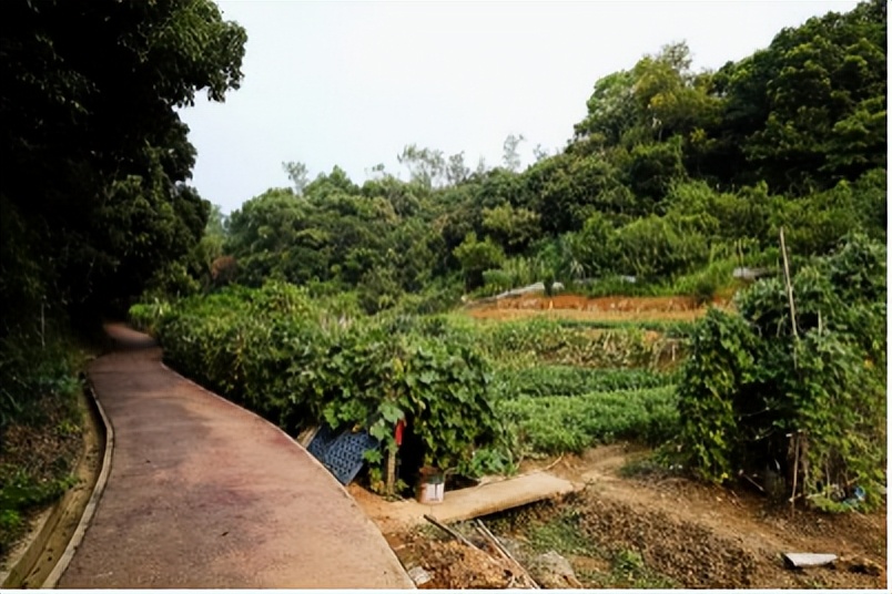 坪山金龟生态艺术小镇,坪山全域自然博物步道