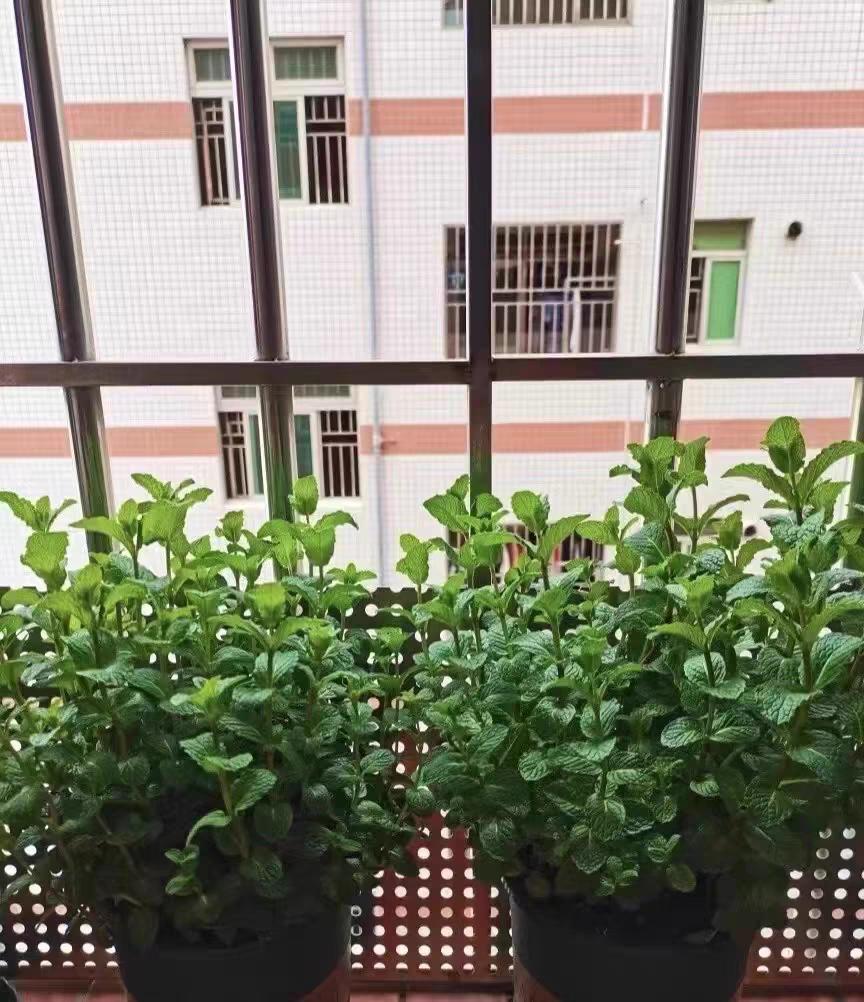 家庭阳台种薄荷种植方法,在阳台如何种植薄荷花