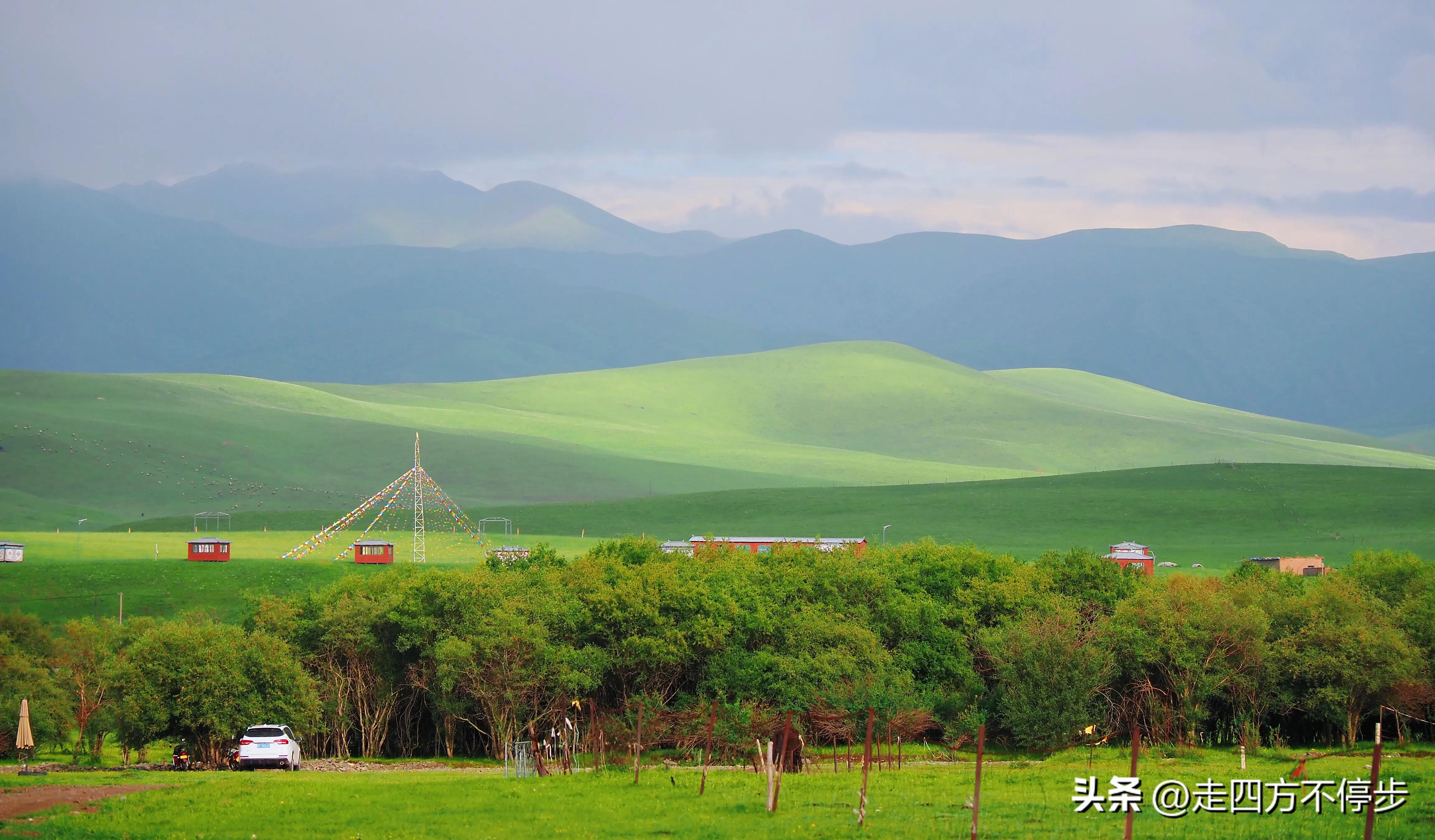 甘南自驾游桑科草原下一站,甘南桑科草原高清精美视频