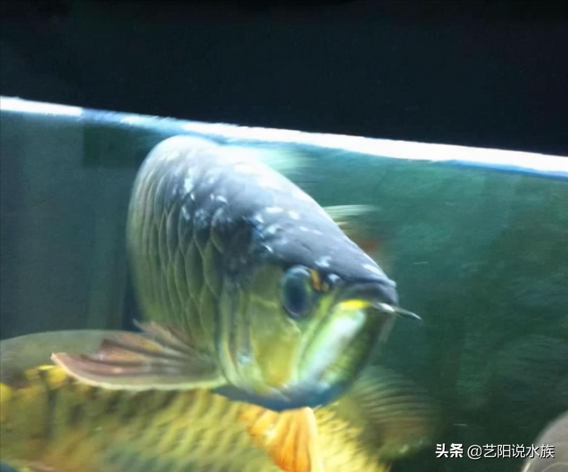 观赏鱼水霉病死鱼后鱼池怎么处理,观赏鱼水霉病怎么治疗最快最有效