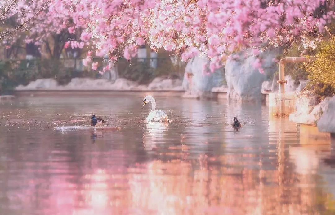 关于春水的诗句古诗大全,桃花春水梨园秋月