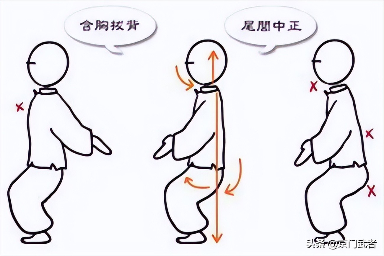 尾闾的作用,尾闾的准确位置和作用