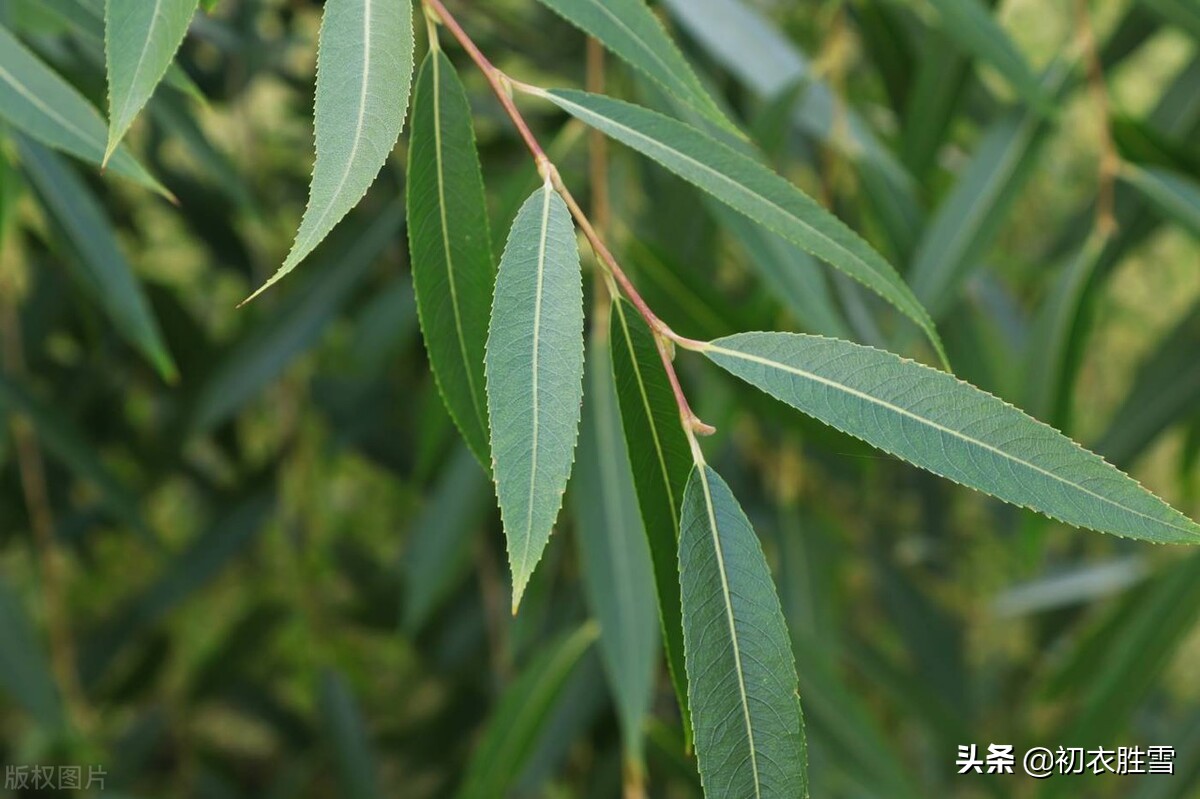 关于夏天柳树的诗句古诗句,关于夏柳树的诗句