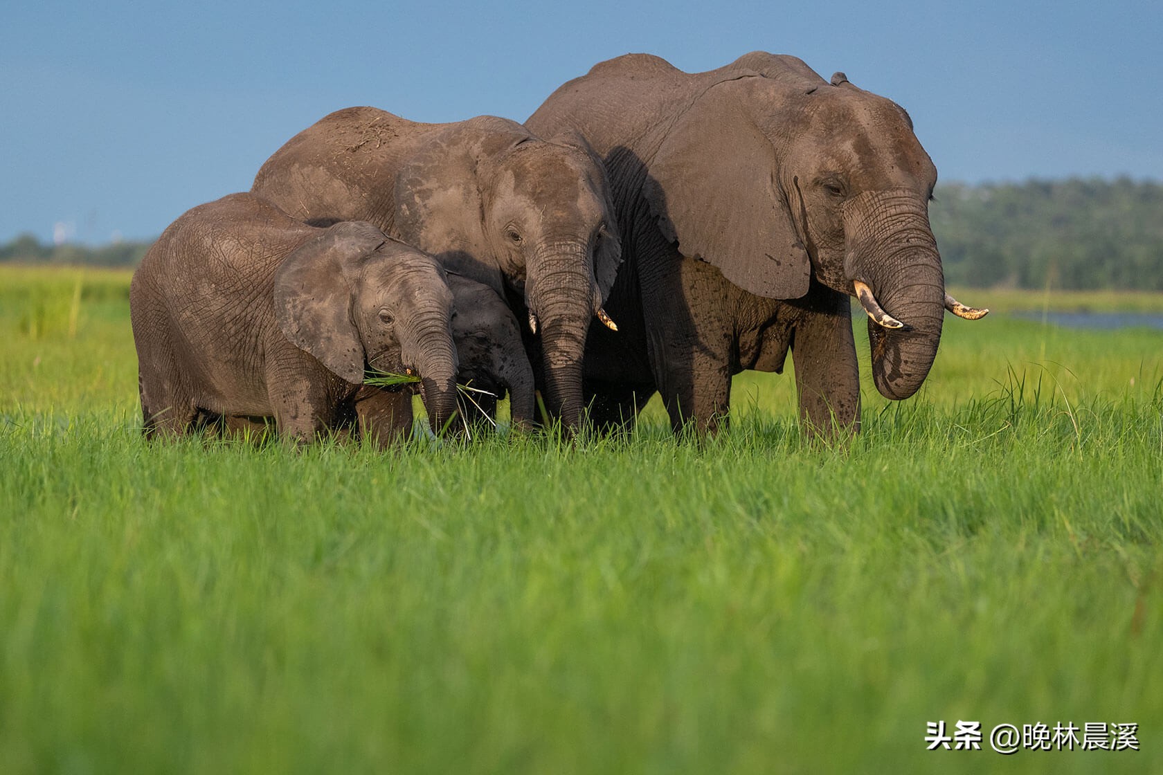 绿色季节：非洲野生动物的光荣照片
