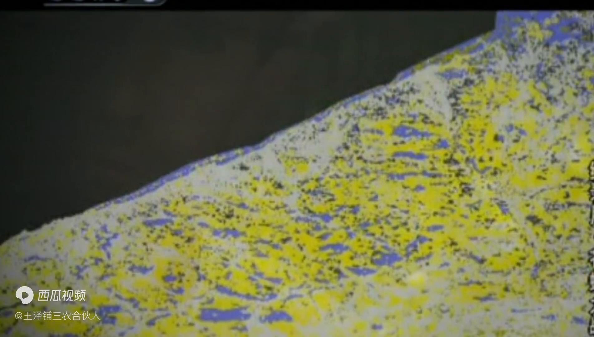 苍蝇大战蚊子,苍蝇大战