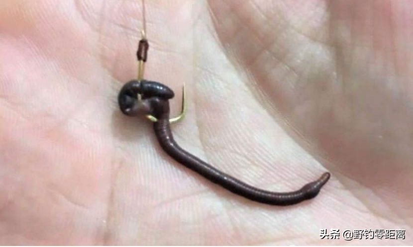 冬季怎样保持钓鱼用的红虫和蚯蚓,北方冬季钓鱼用红虫还是蚯蚓