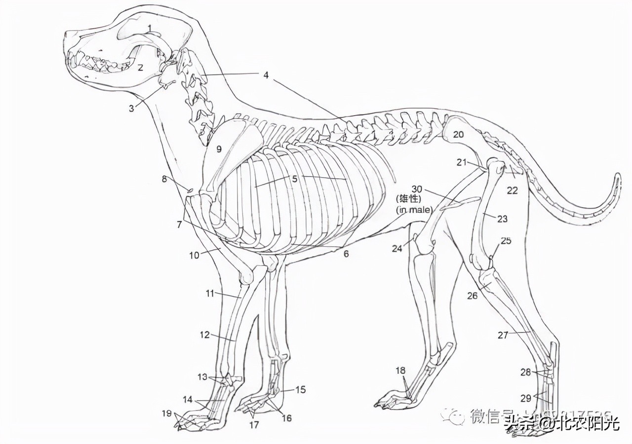 犬解剖图手绘,犬解剖生理3d图