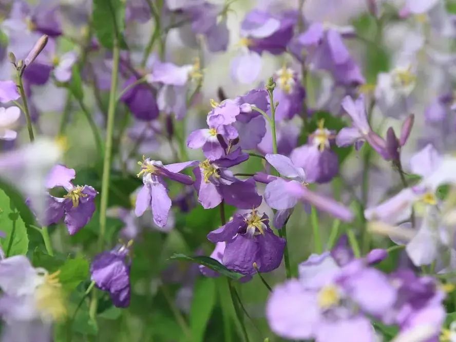 清明北京周边一日游景点推荐,清明节去哪里旅游比较好玩呢北京