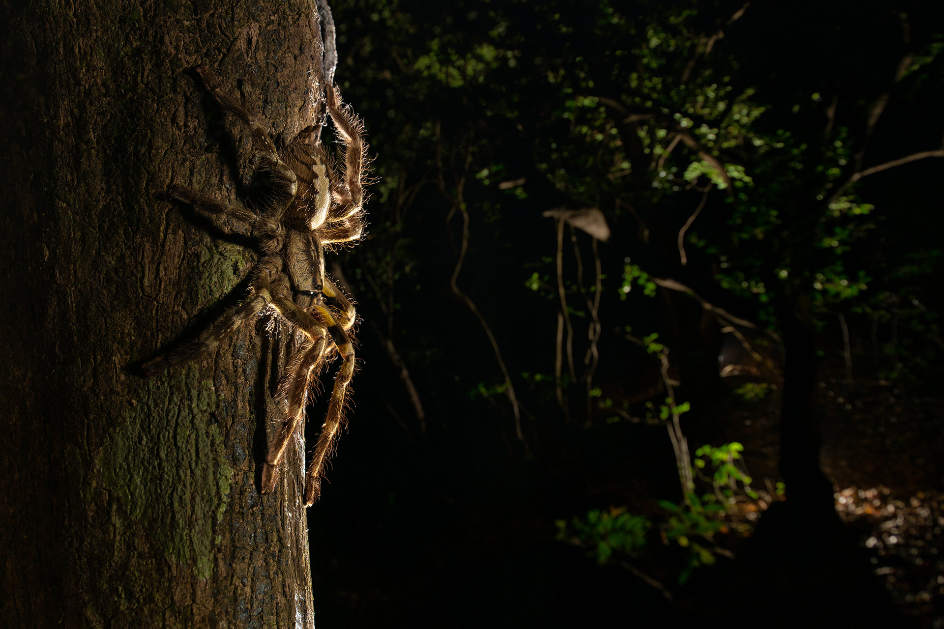 自然就是美,自然就是美歌曲