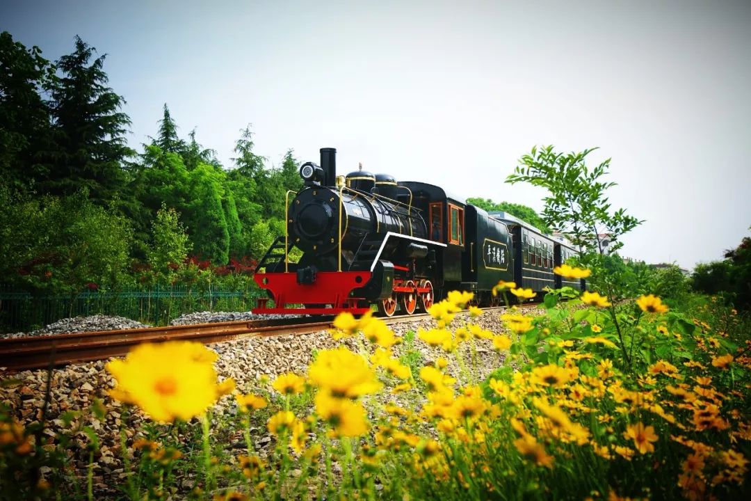 鸡公山山花|春末夏初的迎花使者——金鸡菊