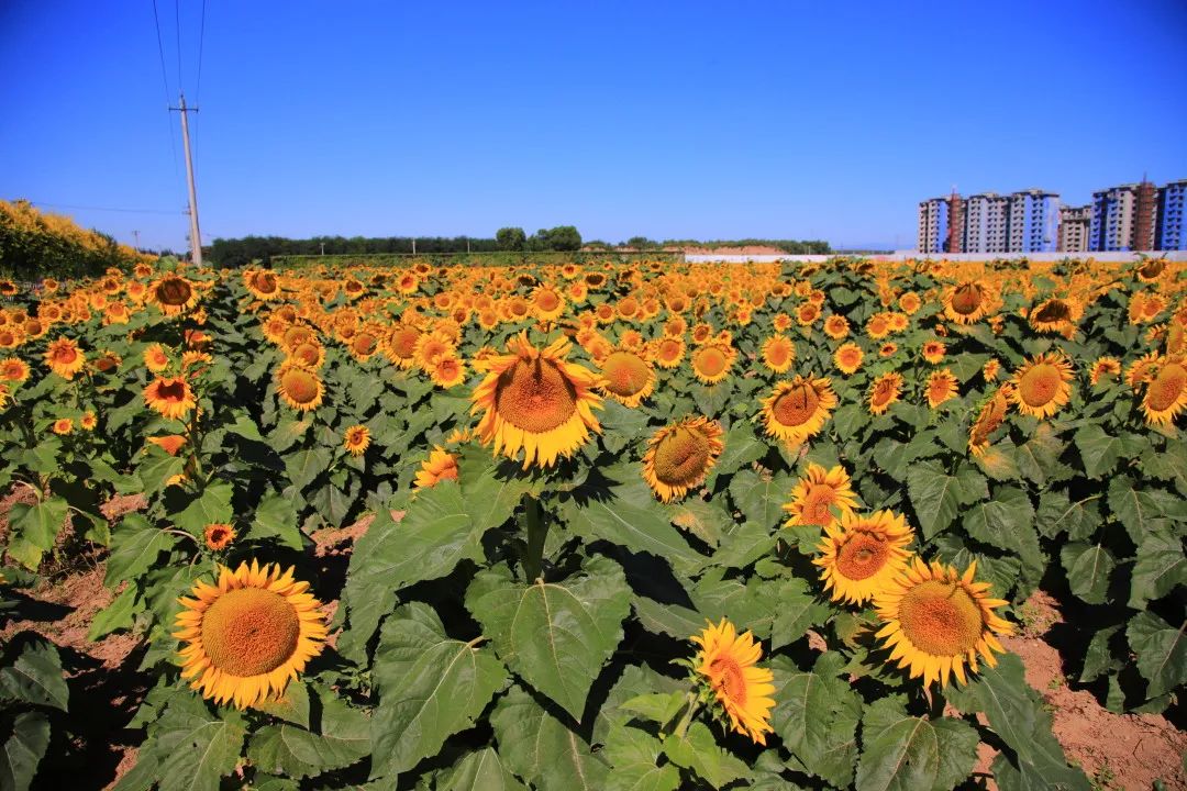 北京周边的向日葵花海,顺义向日葵花海