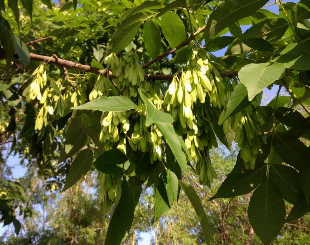 德才兼备古语怎么说,德才兼备句子