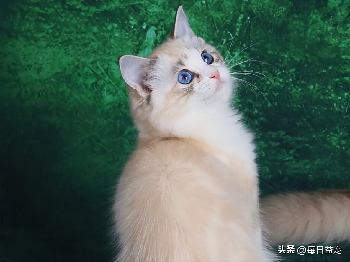 布偶猫多少钱一只长不大,布偶猫为什么价格相差那么大