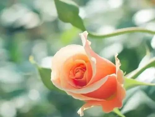 蓝颜知己是什么意思,蓝颜知己小说完整版