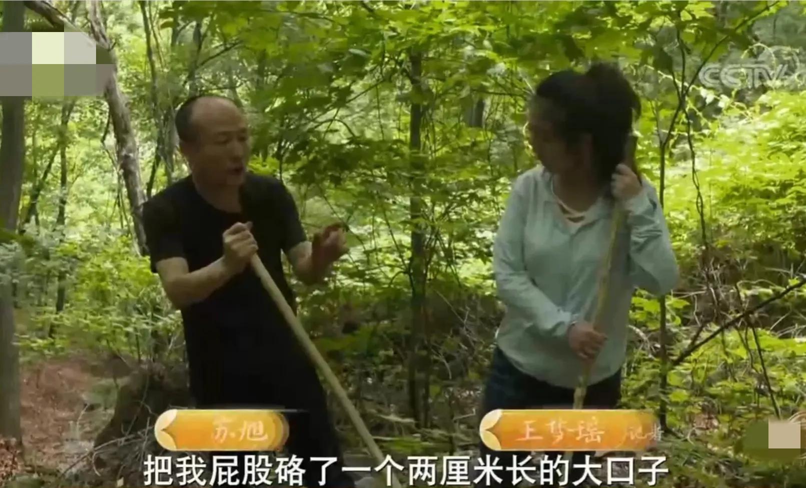 山地果园种林下参合法吗,山林地出租种林下参多少钱一亩