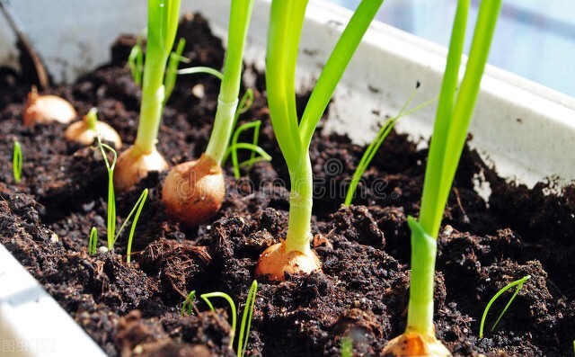 葱不用买有什么好方法,买小葱的正确方法