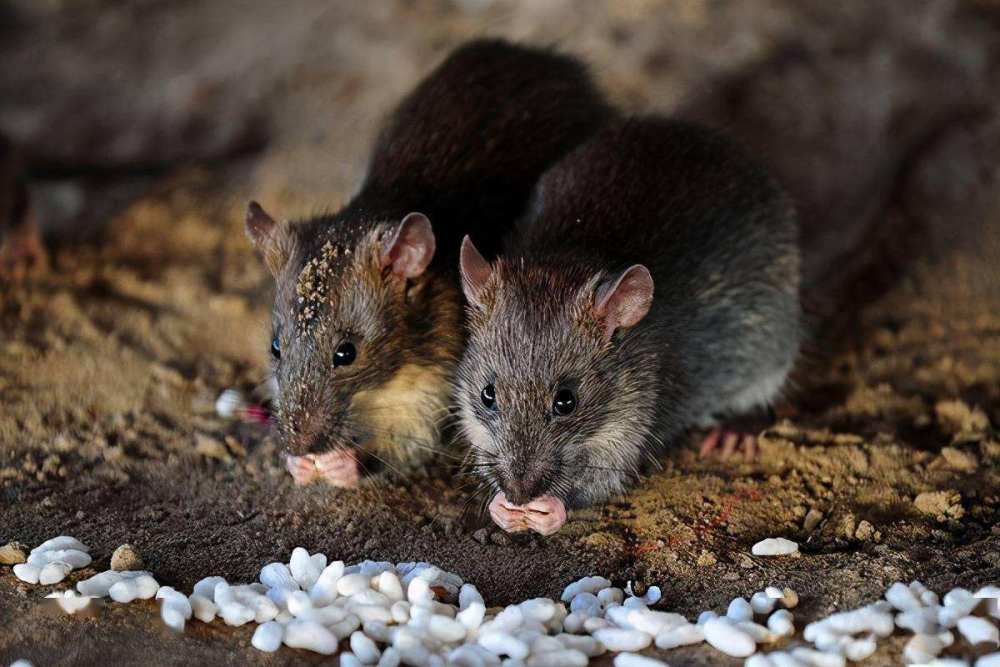 养鸡场数十只小鸡一夜被咬死，凶手竟是老鼠？普通耗子那么厉害？