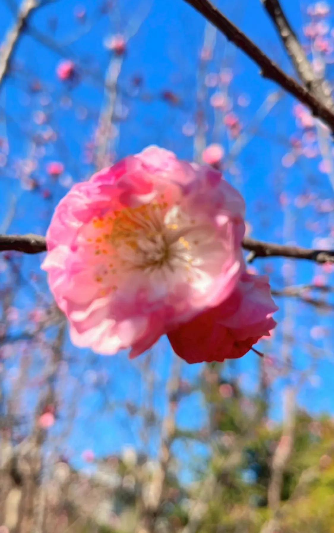 塑料姐妹花,塑料姐妹花电视剧大全
