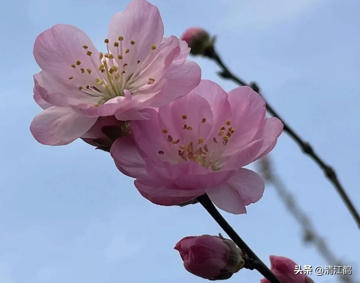 榆叶梅病害有哪些,榆叶梅的观赏特性有哪些呢