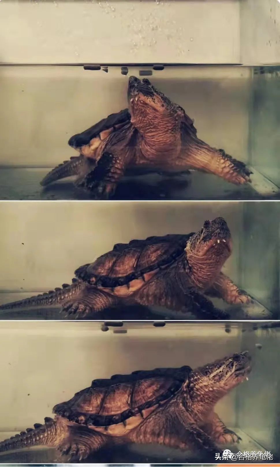 倒春寒乌龟怎么办,倒春寒怎么养植物