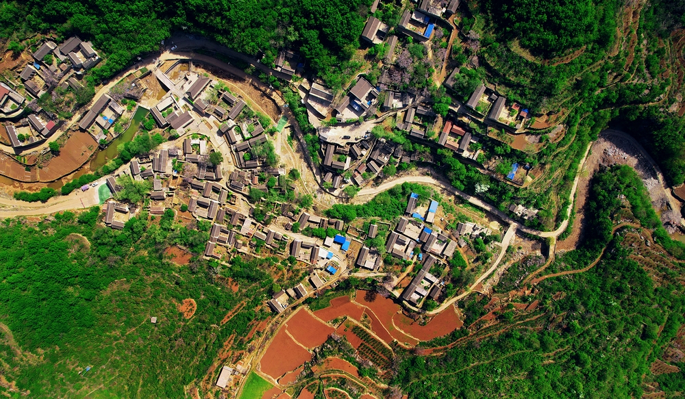 石大沟流苏,大石沟流苏花