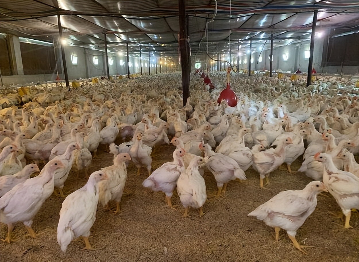 学习贯彻党的二十大精神三句半,学习贯彻党的二十大精神开场视频