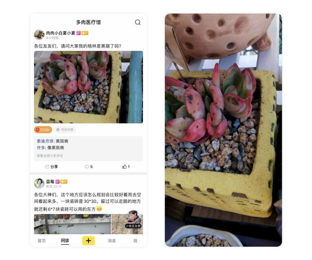 多肉长白霜病不喷药能好吗,多肉黑霉病的原因及治疗方法